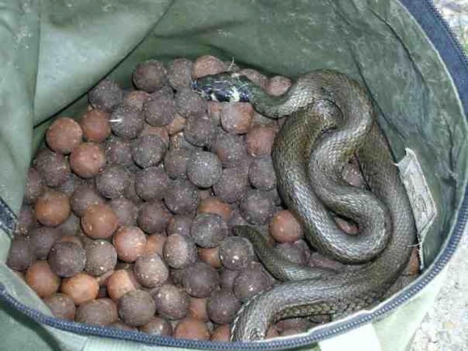 Funny fishing :) 2 - 4812264400046494162441140813838n.jpg